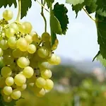 Western Halle-merseburg 호텔 메르제부르크