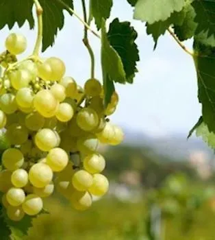 Western Halle-merseburg Hotell Merseburg