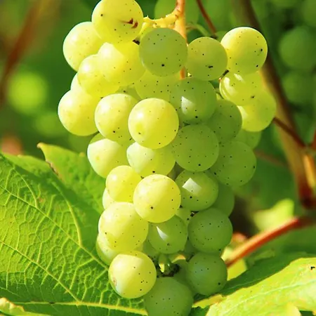 Western Halle-merseburg מלון